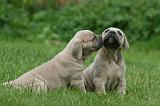 CANE CORSO 1087